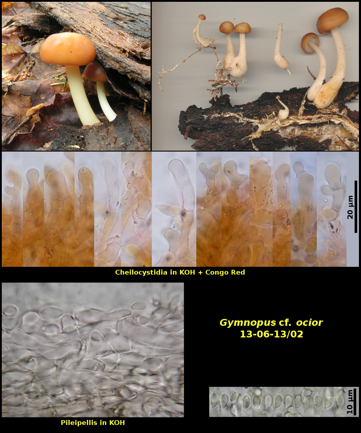 Picture of Gymnopus cf. ocior 13-06-13]02